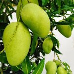 Mango Pickle