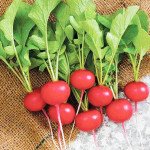Radish Pickle