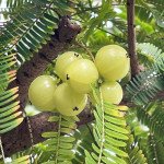 Amla Pickle