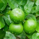 Lemon Pickle