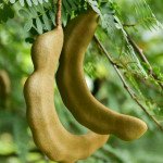 Tamarind Pickle