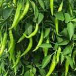 Green Chill Pickle