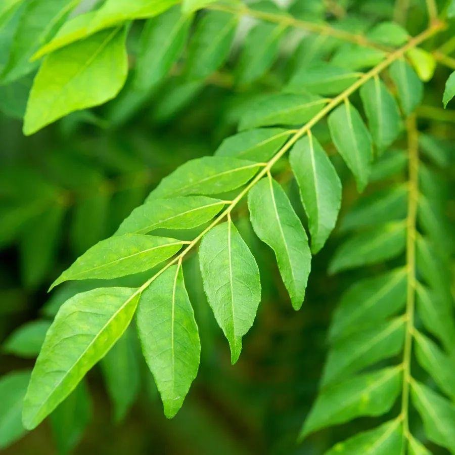 curry-leaves.jpg